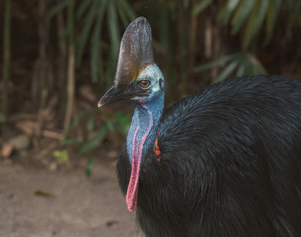 Cassowary