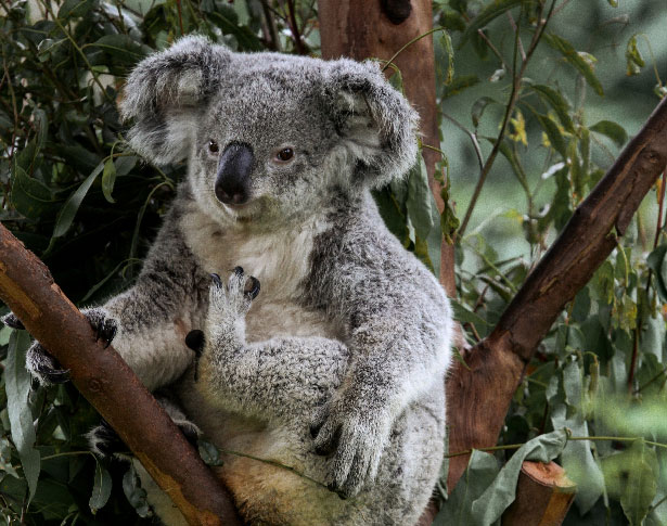 Koala in a tree