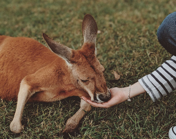 Feeding a kangaroo