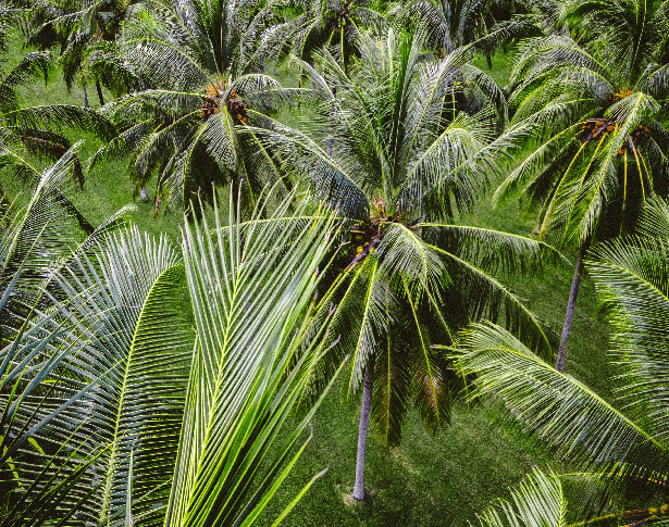 Palm trees