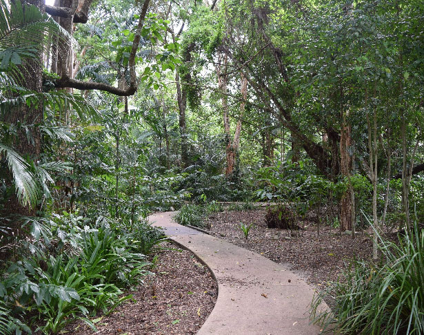 Daintree Rainforest