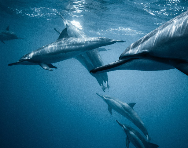 Dolphins