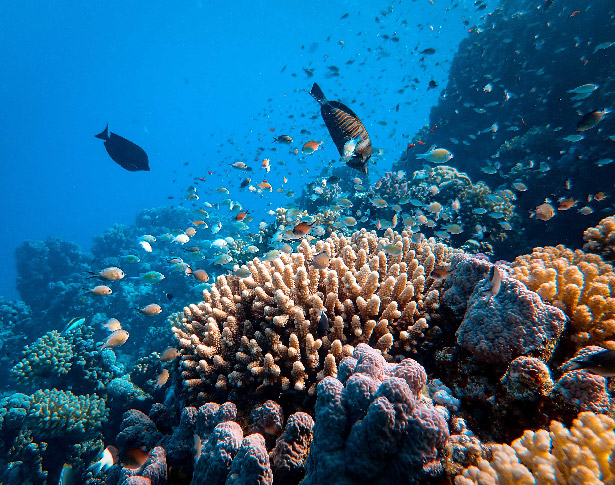 Great Barrier Reef